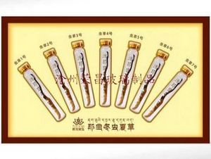 (冬蟲(chóng)夏草玻璃瓶,冬蟲(chóng)夏草包裝瓶,極草玻璃瓶)